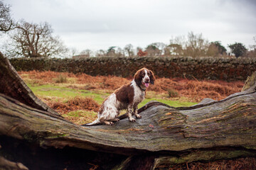 Springer Spaniel