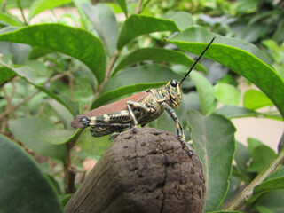 The soldier cricket perched on a small tree in a garden