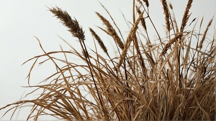 Obraz premium Bush of dried grass on plain white background from Generative AI