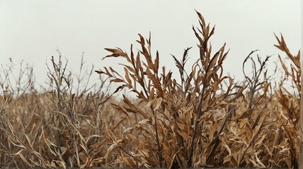 Fototapeta premium Bush of dried leaves on plain white background from Generative AI