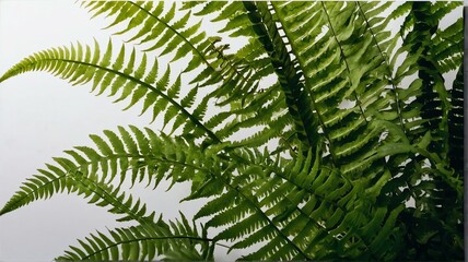 Bush of fern leaves on plain white background from Generative AI