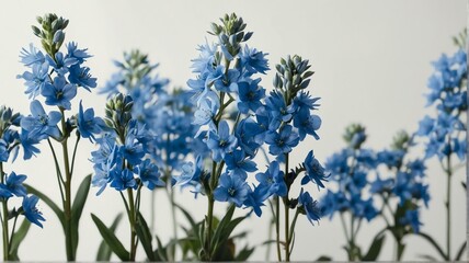 Bush of light blue flowers on plain white background from Generative AI