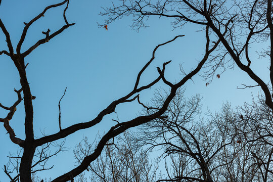 dead tree branches and trees in silhouette on a blue sky in winter
