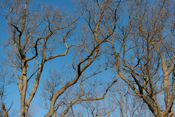 trees and blue sky in winter