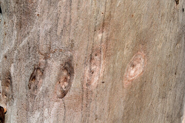 Close up textured background of knots on a tree trunk