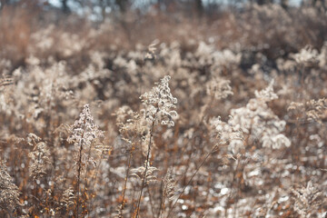 dried wildflower seed heads in the park (goldenrod)