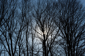 silhouette of trees with sun halo at sunset