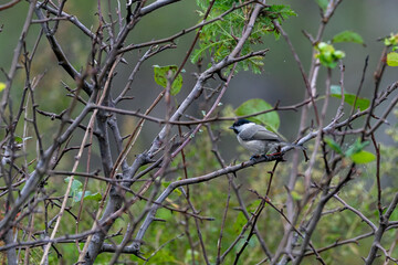 Far Eastern Marine Reserve. A tit sits on a bush branch.