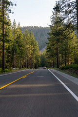 road in the forest very green