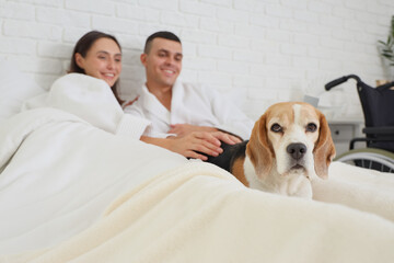 Young couple with Beagle dog lying in bedroom, closeup
