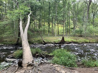 trees in the forest