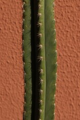 cactus close up