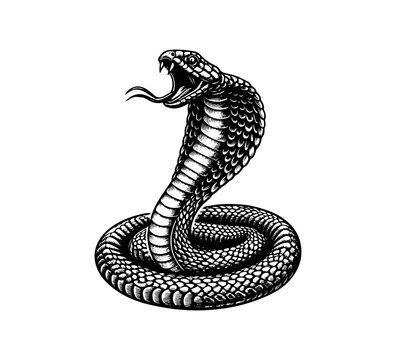 King Cobra hand drawn illustration vector graphic asset