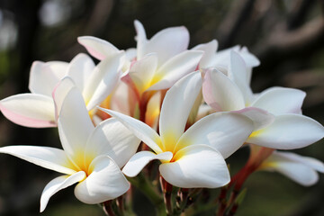 Beautiful plumeria flower on the tree