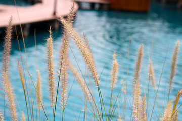 Fourtain grass with blue water pool