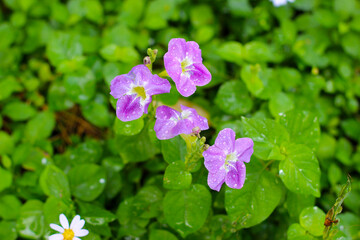Variegata flower, Asystasia gangetica (L.) T. Anderson