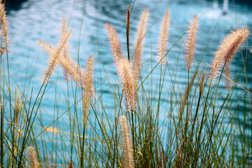 Fourtain grass with blue water pool