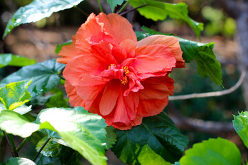 Hibiscus flower, beautiful petals and stamens. Natural background