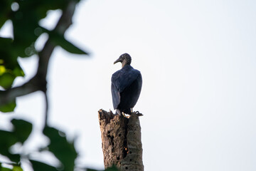 A Black Vulture in Costa Rica