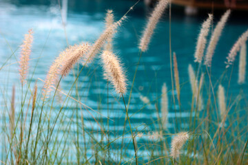 Fourtain grass with blue water pool