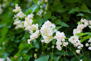 Confederate Vine, Coral vine white flower