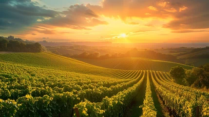 Fotobehang Sunset over a vineyard, rows of grapevines glowing in the warm light, a picturesque scene of agricultural beauty - © Thanthara