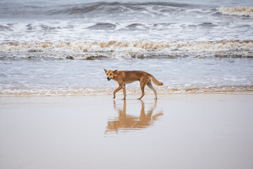 Fototapeta na wymiar Dingo on the beach