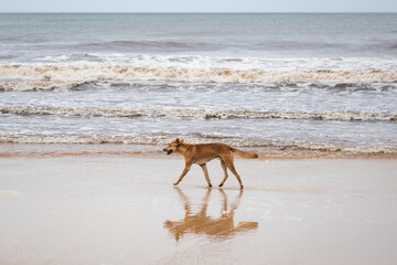 Wild dingo dog walking beach sand ocean waves reflection australia