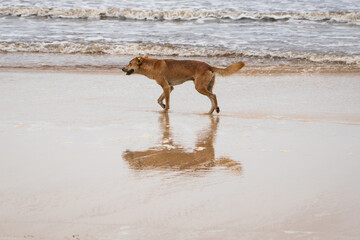 Dingo on the beach