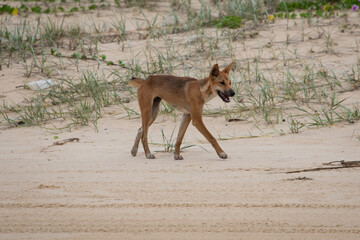 Dingo on the beach