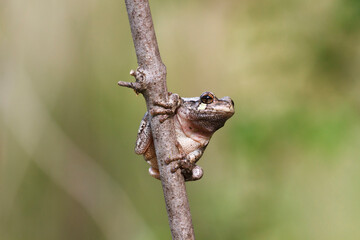 Gray tree frog (Dryophytes versicolor) on a branch, Iowa, USA