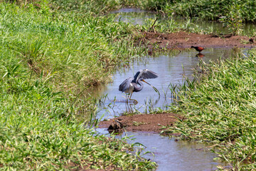 Obraz premium A Tricolored Heron in Costa Rica