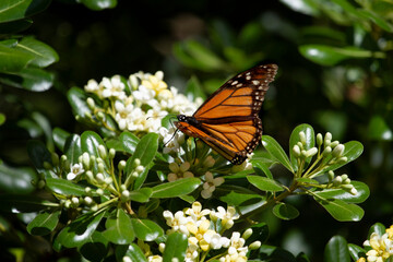 Monarch butterfly (Danaus plexippus) sitting on mock orange (Pittosporum tobira) flowers, Galveston, Texas, USA
