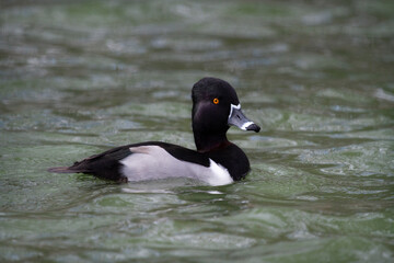Ring-necked duck (Aythya collaris) swimming, Houston, Texas, USA