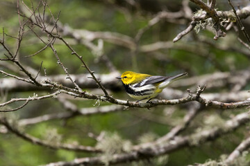 Black-throated green warbler (Setophaga virens) perched on a branch, Galveston, Texas, USA