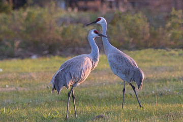 Naklejka premium Sandhill cranes (Antigone canadensis) in a field at sunset, Galveston, Texas, USA