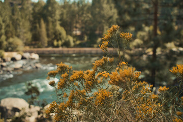 Rubber Rabbitbrush