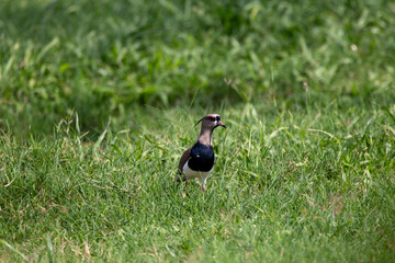 A Southern Lapwing in Costa Rica