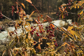 Chokecherry