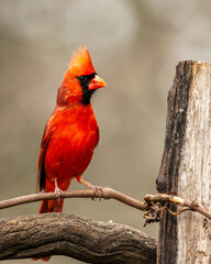 cardinal on a branch