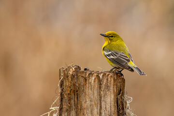 Pine warbler perched on a tree stump