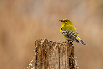Pine warbler perched on a tree stump