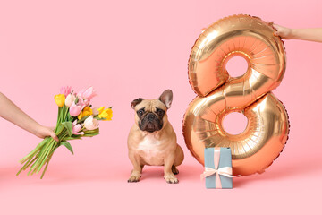 Cute French bulldog and female hands holding air balloon in shape of figure 8, gift with tulips on...