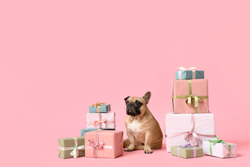 Cute French bulldog with gifts on pink background. International Women's Day