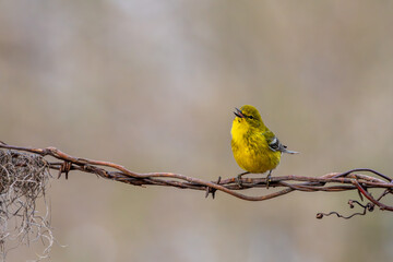 Pine warbler perched on a vine