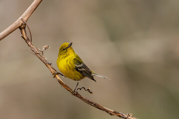Pine warbler perched on a vine