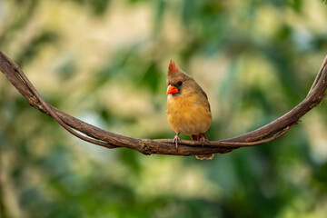 cardinal on a branch