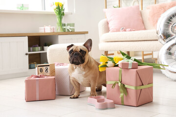 Cute French bulldog with gifts, air balloon in shape of figure 8, cube calendar and tulips at home....