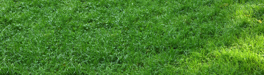 Fresh green grass as background outdoors, closeup. Banner design