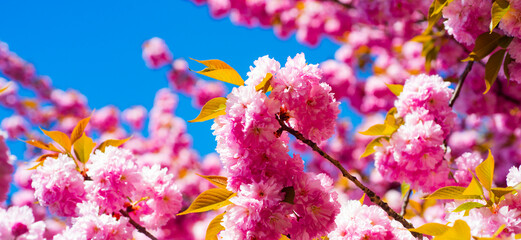 Banner of sakura, spring cherry blossom. Sakura pink flowers on sunny backdrop. Spring background with a branch of blooming sakura. Sakura flower spring blossom background. Spring bloom.